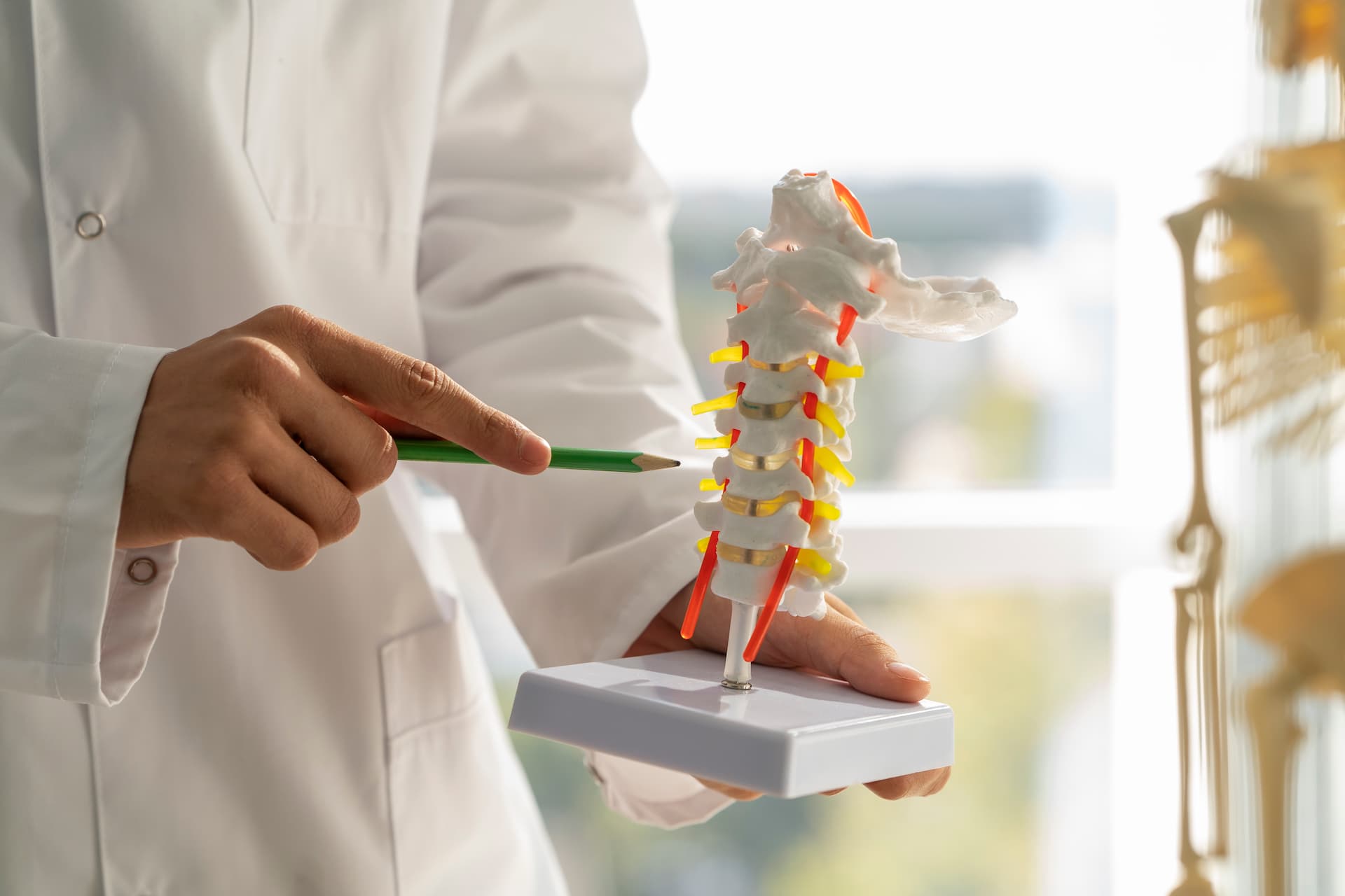 A person in a white lab coat uses a green pencil to point at a human spine model, which has white vertebrae, yellow discs or nerves, and red nerve roots. The model is held by the person's other hand.
